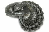 Wide Enrolled Austerops Trilobite - Morocco #310744-2